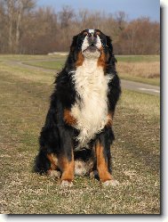 Berner Sennenhund