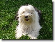 Bobtail