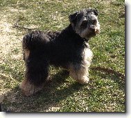 Jorkšírský terier, Yorkshire Terrier,