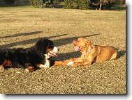 Berner Sennenhund