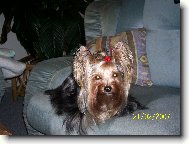 Jorkšírský terier, Yorkshire Terrier,