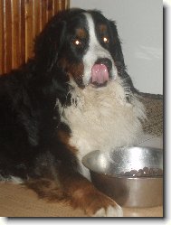 Berner Sennenhund