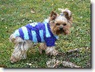 Jorkšírský terier, Yorkshire Terrier,