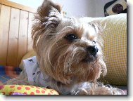 Jorkšírský terier, Yorkshire Terrier,