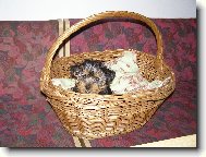 Jorkšírský terier, Yorkshire Terrier,