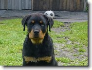 Rottweiler