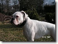 Deutscher Boxer