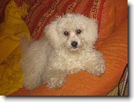 Bichon á poil frisé, Bichon Frise