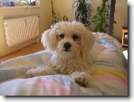 Bichon á poil frisé, Bichon Frise