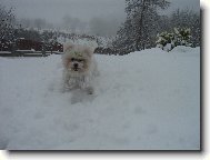 Bichon á poil frisé, Bichon Frise