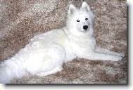Samojed