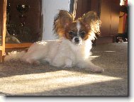 Papillon