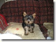 Jorkšírský terier, Yorkshire Terrier,