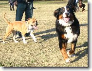 Berner Sennenhund