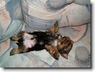 Jorkšírský terier, Yorkshire Terrier,