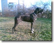 Deutsche Dogge