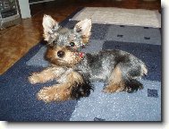 Jorkšírský terier, Yorkshire Terrier,