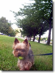Jorkšírský terier, Yorkshire Terrier,