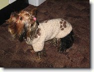 Jorkšírský terier, Yorkshire Terrier,