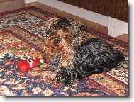 Jorkšírský terier, Yorkshire Terrier,