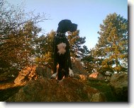 Deutsche Dogge