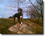 Deutsche Dogge