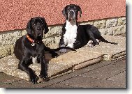 Deutsche Dogge
