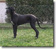 Deutsche Dogge