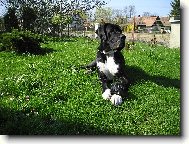 Deutsche Dogge