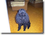 Poodle, Caniche