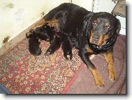 Rottweiler