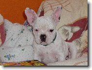 Bouledogue francais, French Bulldog