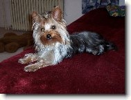 Jorkšírský terier, Yorkshire Terrier,