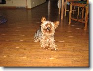 Jorkšírský terier, Yorkshire Terrier,