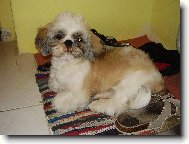 icu, Shih-Tzu