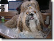 icu, Shih-Tzu