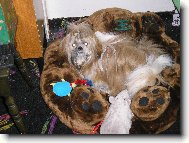 icu, Shih-Tzu