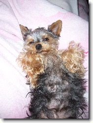 Jorkšírský terier, Yorkshire Terrier,