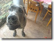 Deutsche Dogge