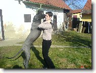 Deutsche Dogge