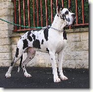 Deutsche Dogge