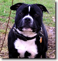 Staffordshire Bullterrier