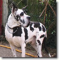 Deutsche Dogge