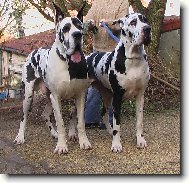 Deutsche Dogge