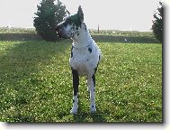 Deutsche Dogge