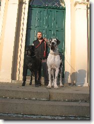 Deutsche Dogge