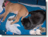 American Staffordshire Terrier