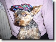 Jorkšírský terier, Yorkshire Terrier,