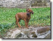 Rhodesian Ridgeback