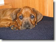 Rhodesian Ridgeback